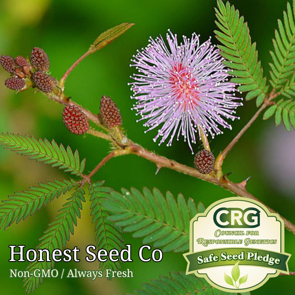 Sensitive Plant Seeds | Touch Me Not | Mimosa Pudica | Nastic Plant Movement gallery