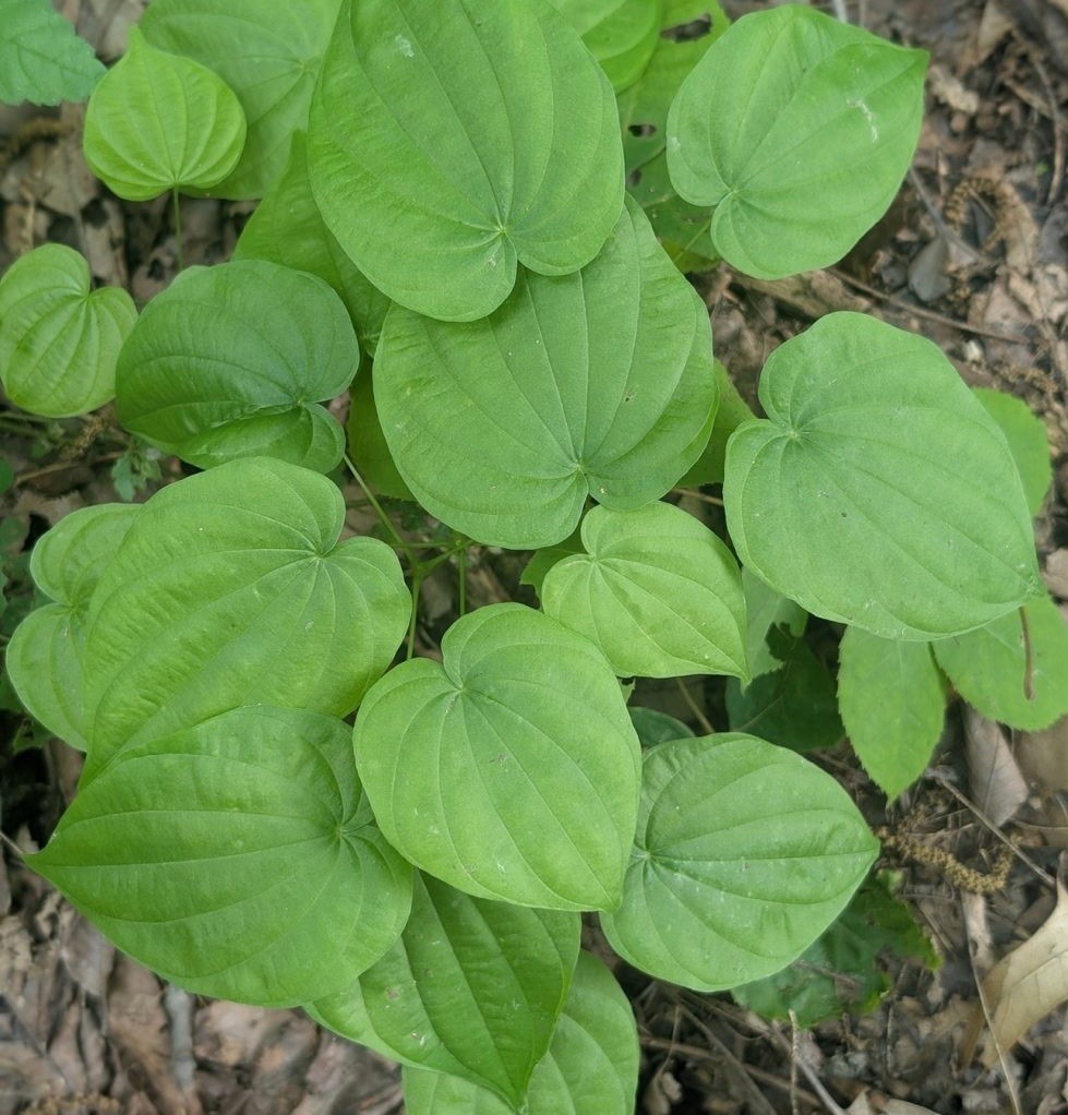 10 Wild Yam Root Bare Live Roots (Dioscorea villosa) Native Wildflower gallery