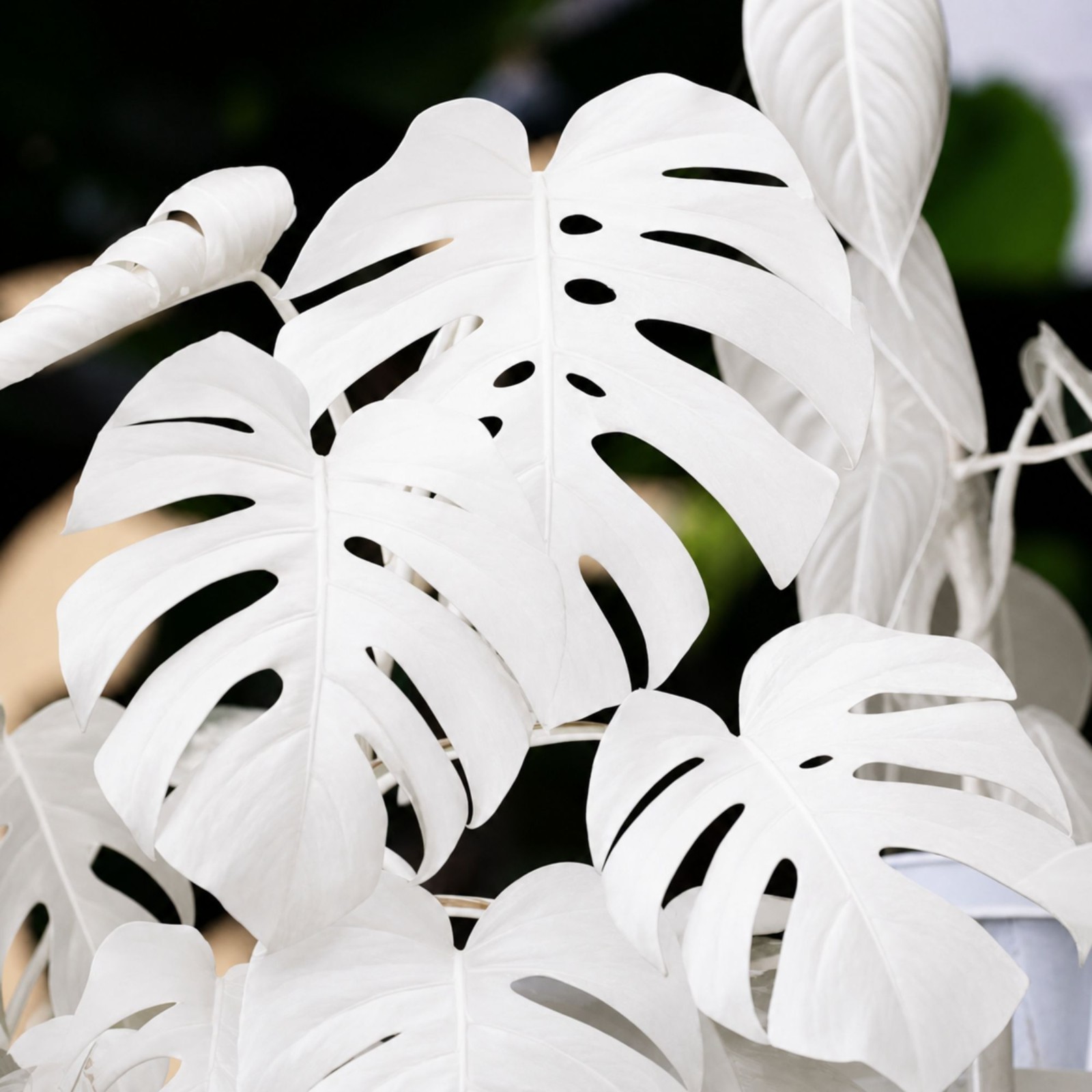 Monstera White Moon Variegated Rare Live Starter Plant Rooted Cutting Houseplant gallery