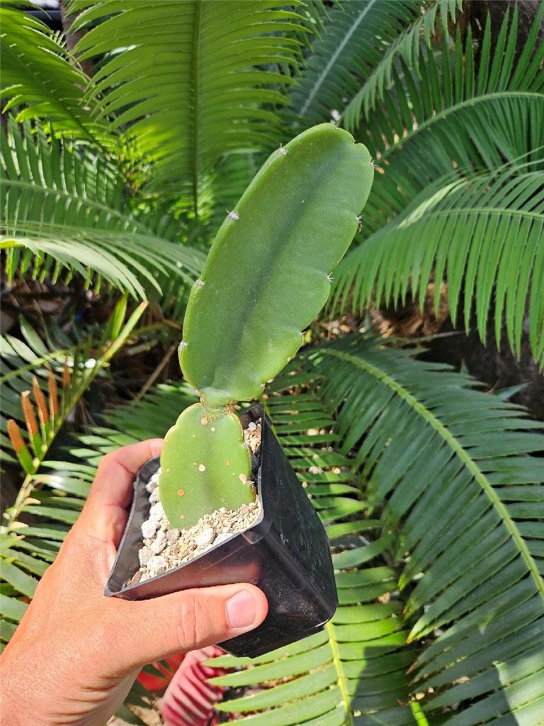 Dendrocereus Nudiflorus Rooted Cutting gallery