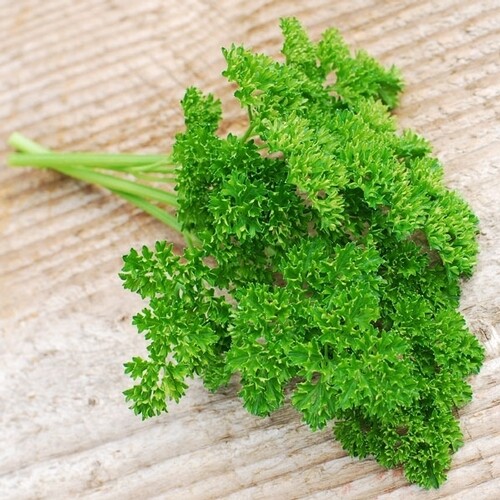 Forest Green Parsley Seeds | Heirloom / Non-GMO | Free Shipping | Herb Seed 1132 gallery