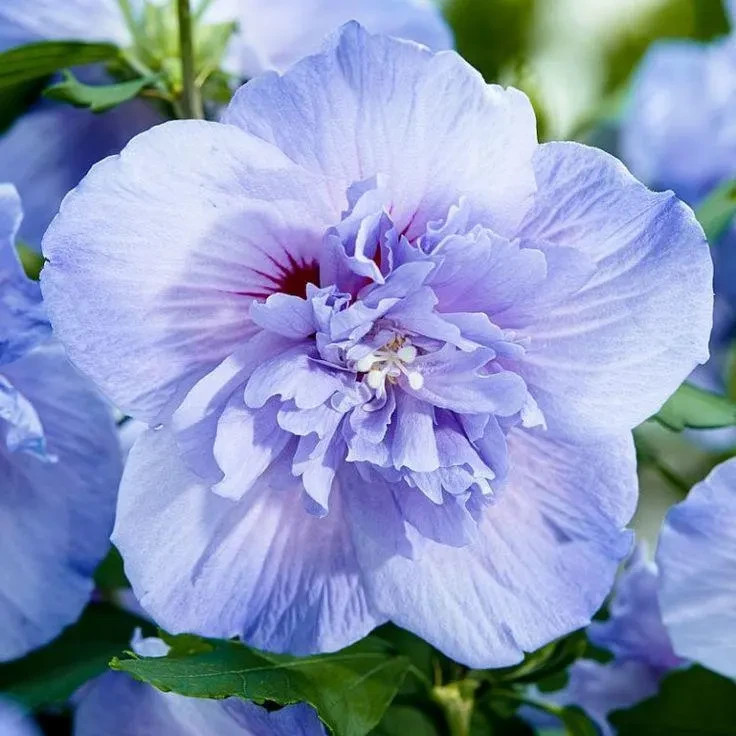Althea (Hibiscus Syriacus) | 2 Bare-roots gallery