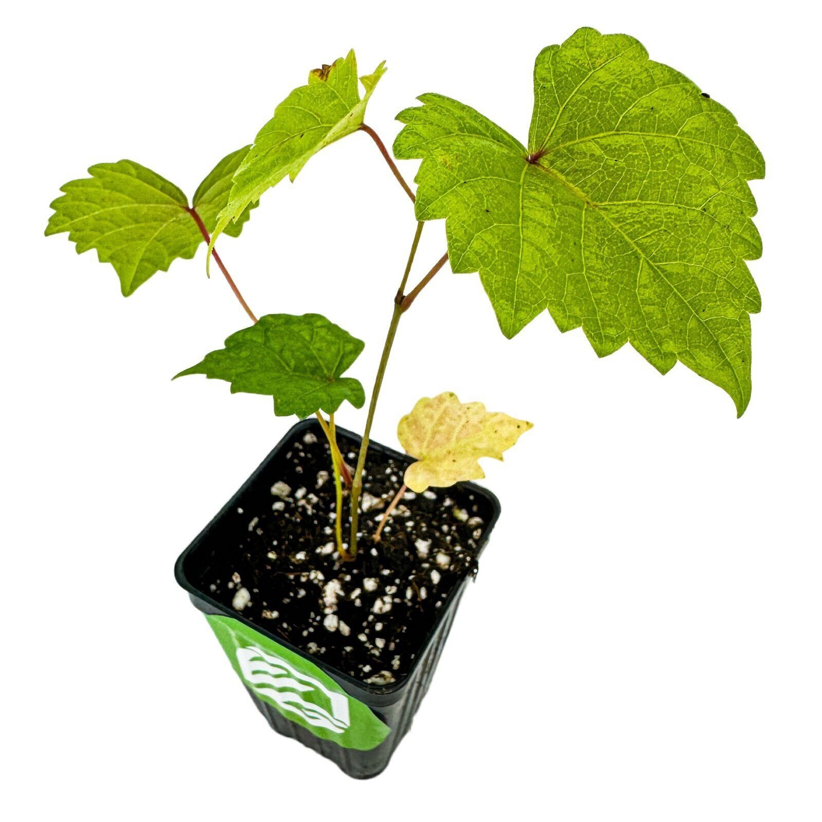 'Delicious' Muscadine Grape Vine - Vitis rotundifolia - Live Plant gallery