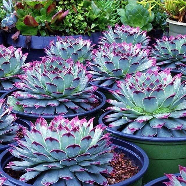 100pcs Mixed Rare Succulent Seeds, Mult-Color Indoor/Outdoor Plant gallery