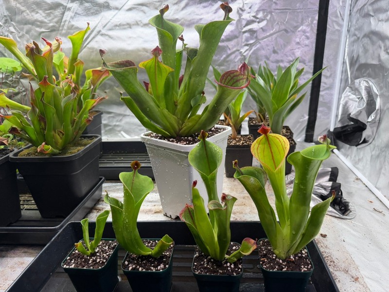 Heliamphora macdonaldae gallery