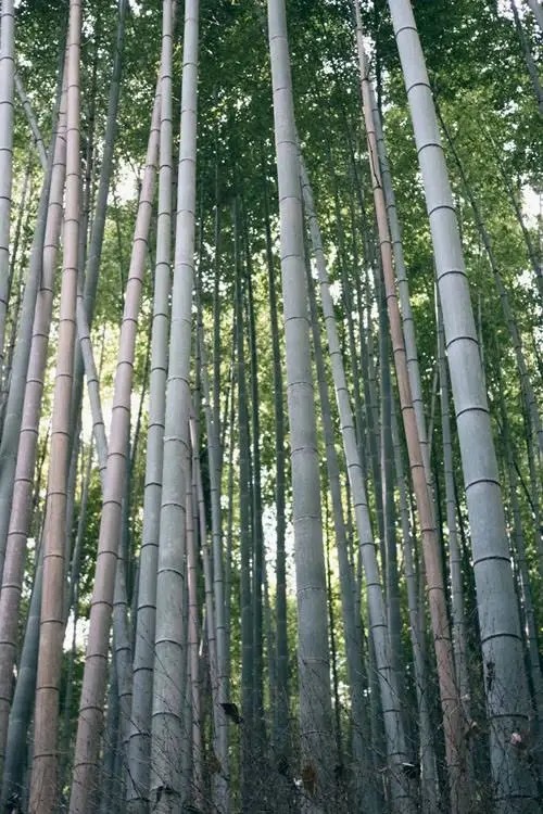 1 GIANT BAMBOO PLANT RHIZOME gallery