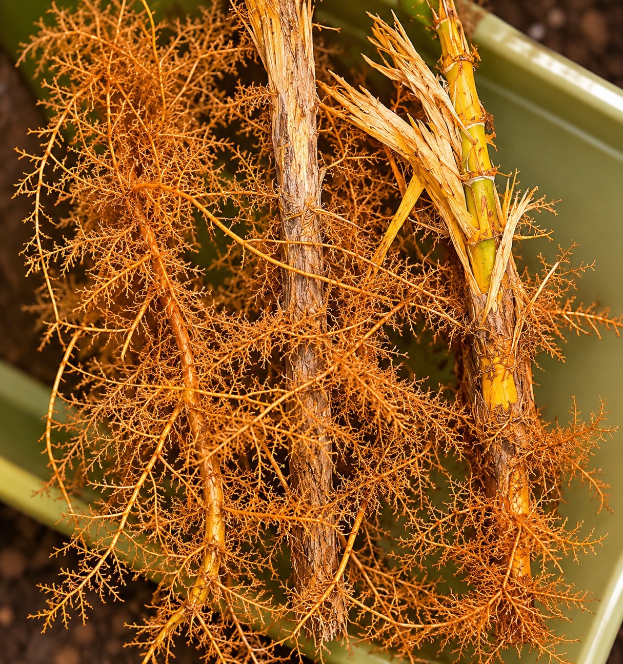 10 Pack – Giant Timber Bamboo LIVE Rhizomes (Phyllostachys Vivax) gallery