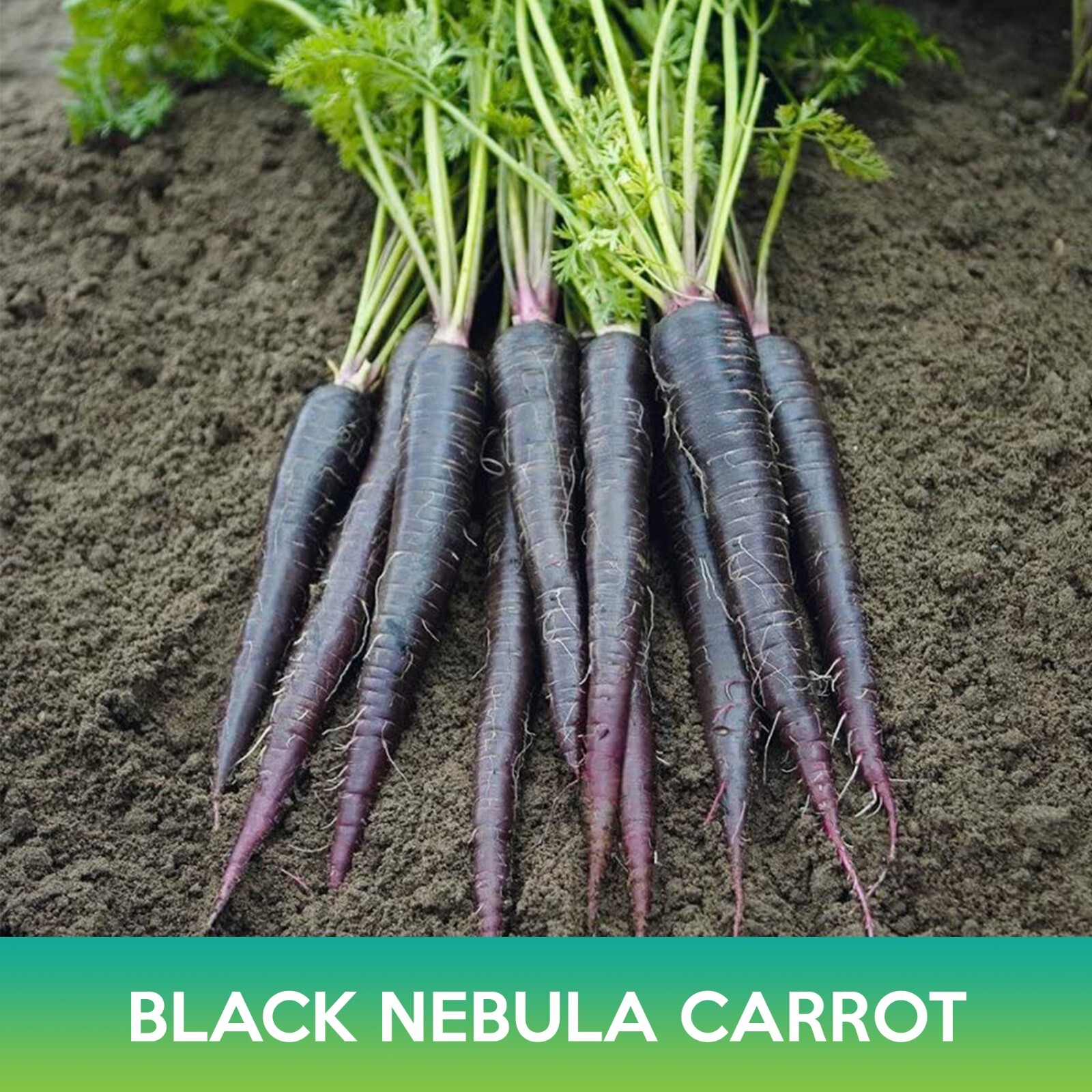 Black Nebula Carrot Seeds gallery