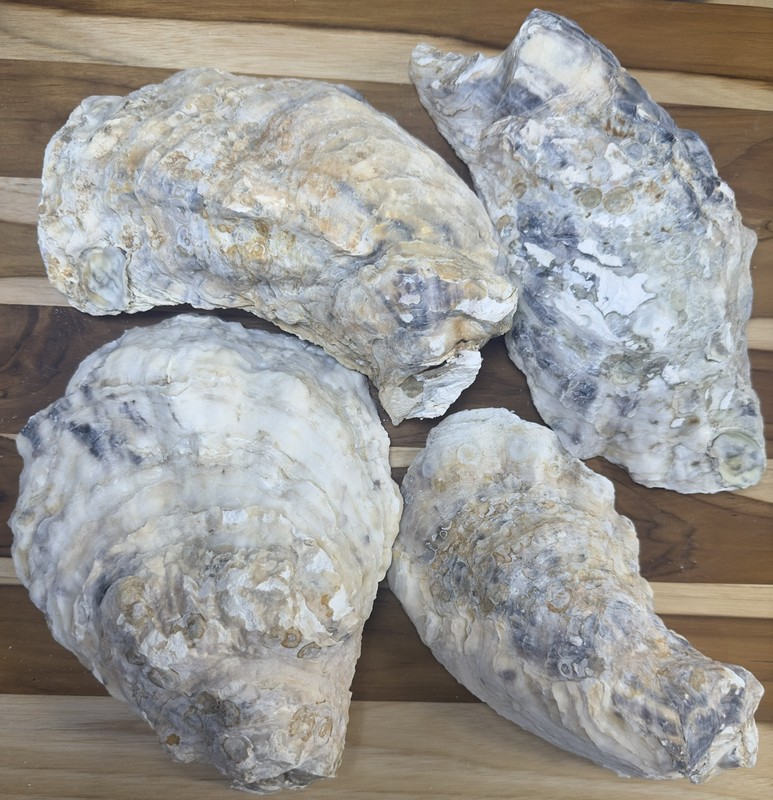 6 Oyster Shells Cup Side 7-9” Bulk Clean No Smell Art Jewelry Dish gallery