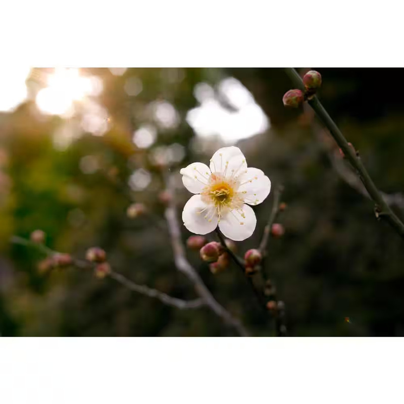 Dwarf Goldcot Apricot Tree Bare Root gallery