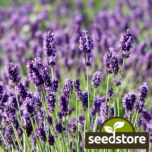 Munstead Lavender Seeds | Heirloom / Non-GMO | Free Shipping | Herb Seeds | 1137 gallery