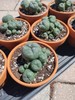 Rare Seed Grown Cactus Clusters 2.75-3.5in Diameter gallery