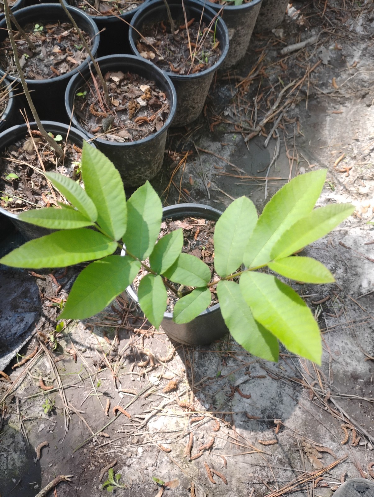 Pecan Tree, 1 Gallon Pot. gallery