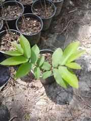 Pecan Tree, 1 Gallon Pot.