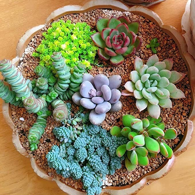 100pcs Mixed Rare Succulent Seeds, Mult-Color Indoor/Outdoor Plant gallery