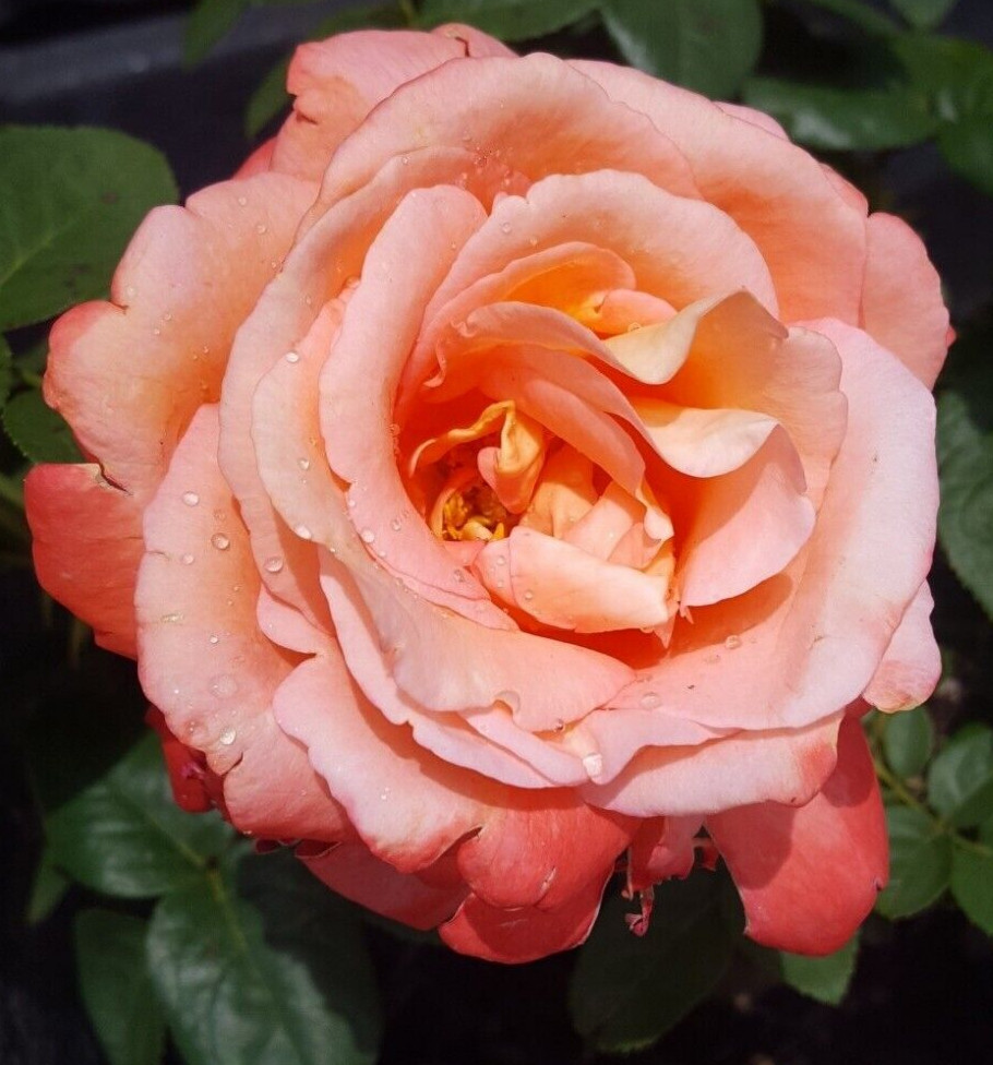 VOODOO ROSE Hybrid Tea Orange Yellow 3 Gal Live Bush Plants Plant Fine Roses gallery