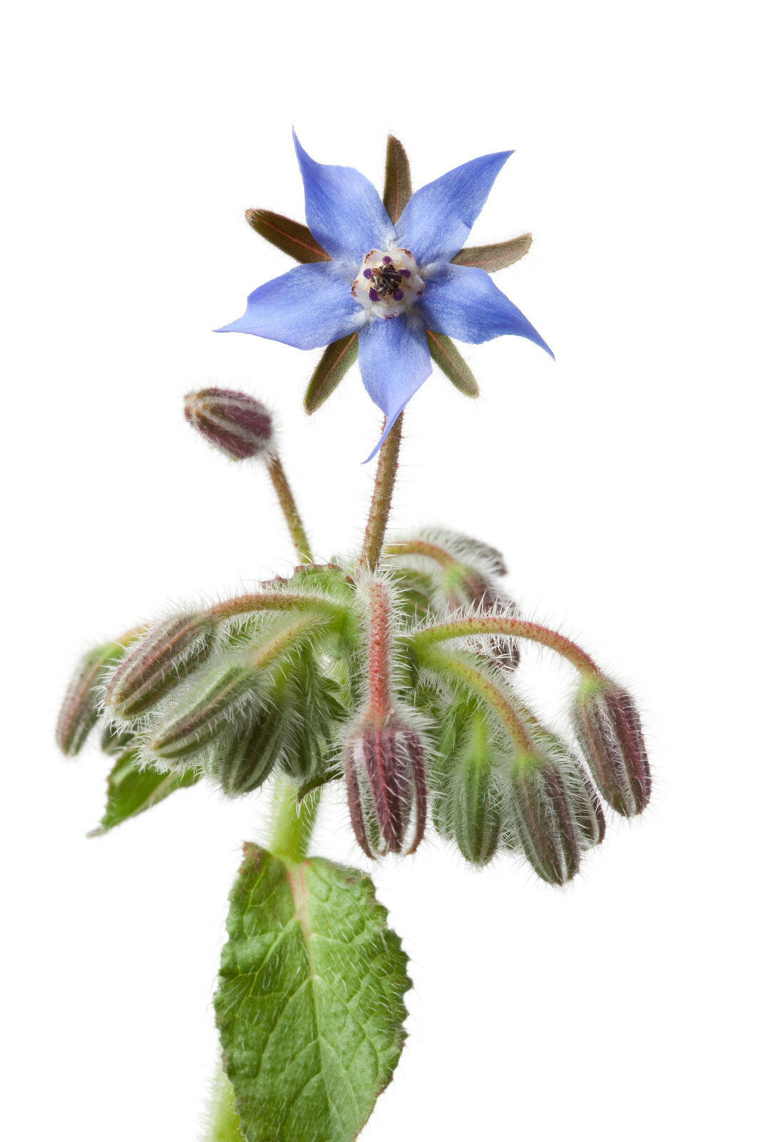 Borage Flower Seeds 75+ (Borago Officinalis) | A Medicinal Herb & Edible Flower gallery