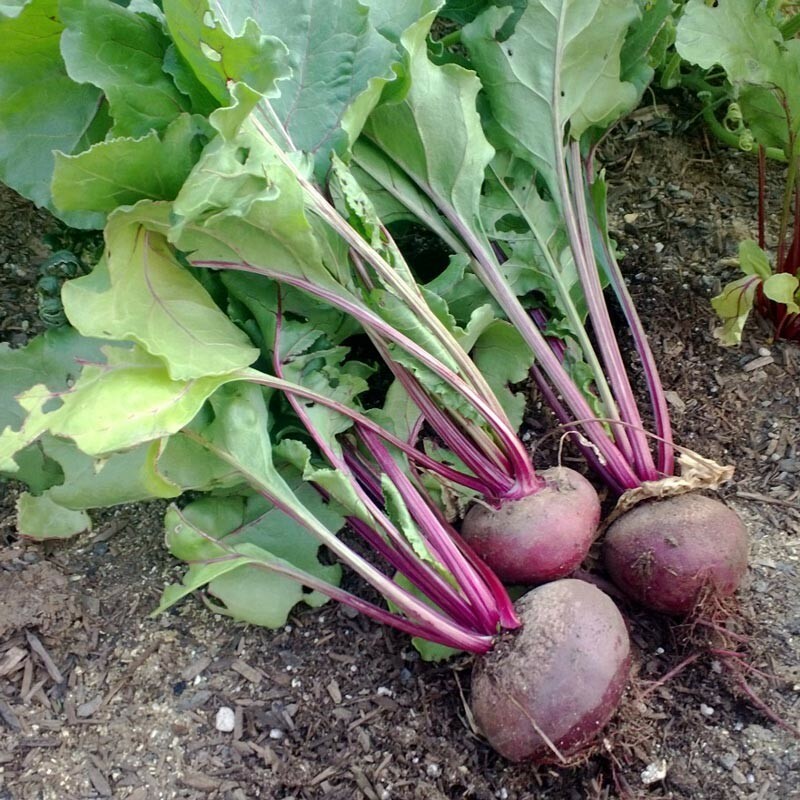 Detroit Dark Red Beet Seeds 200 Ct Vegetable Garden NON-GMO USA FREE SHIPPING gallery