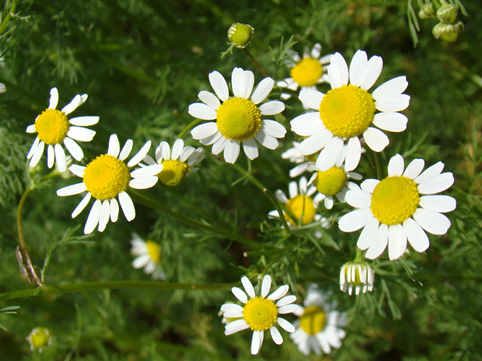6,500 Organic German Chamomile Seeds - Matricaria chamomilla Calming Herbal Tea gallery