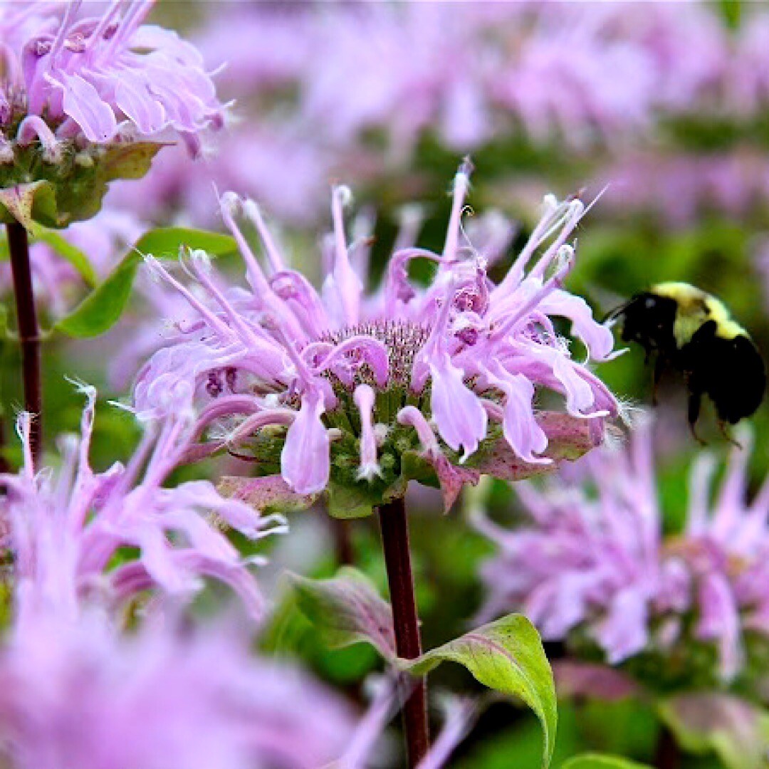 1000+ Wild Bergamot Seeds, Monarda, Bee Balm, Attracts Butterflies & Bees , USA gallery