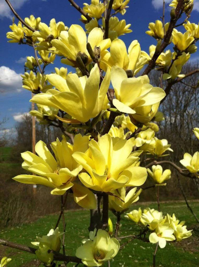Yellow Bird Magnolia 2.5" pot gallery