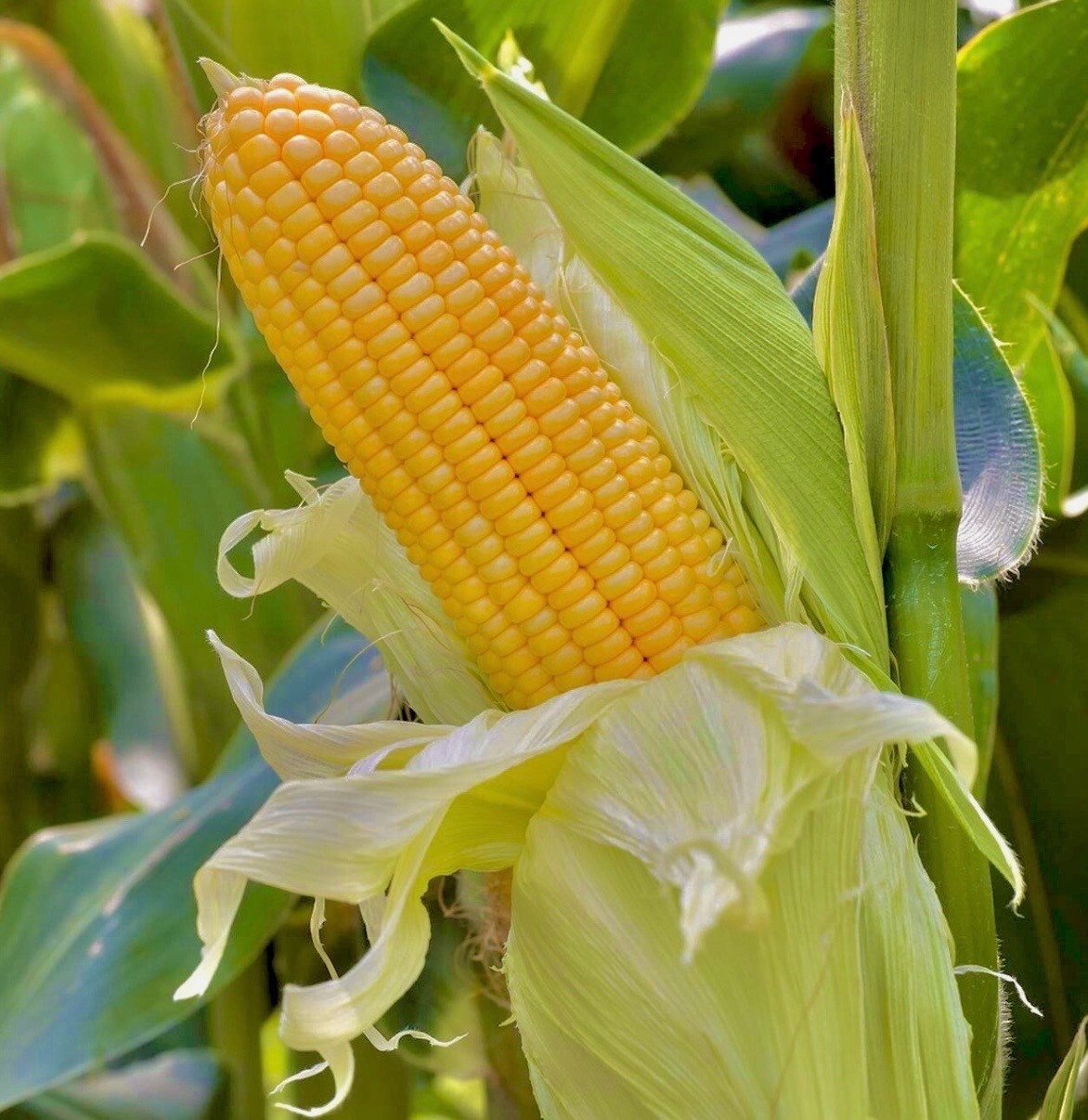 Golden Bantam Sweet Corn | Fresh Seeds | Non-GMO Heirloom, USA Seller 🇺🇸 gallery
