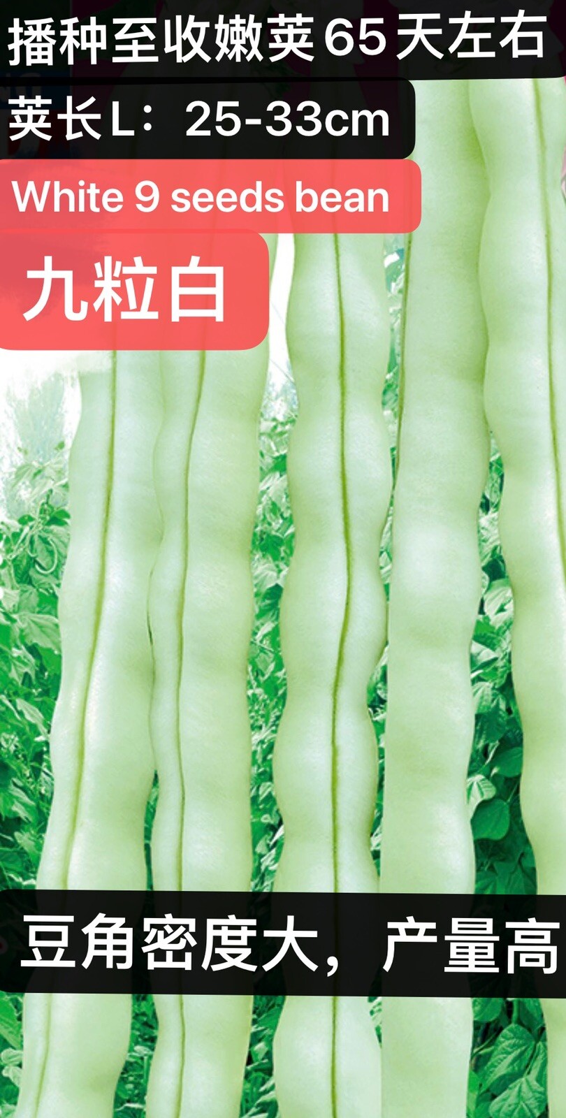 60Ct white 9 seeds bean seeds Stringless Bean Heavy producer 60粒高产九粒白种子2023年产新种子 gallery