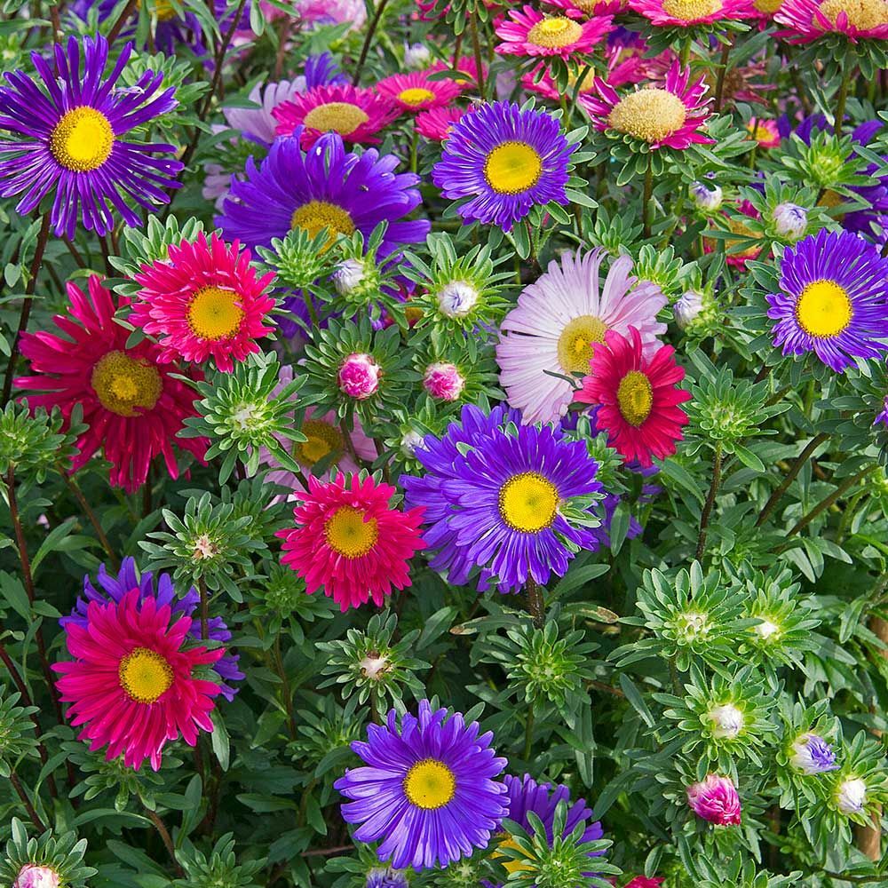 Single Mix China Aster Seeds, Beautiful Daisy Like, FREE SHIPPING gallery