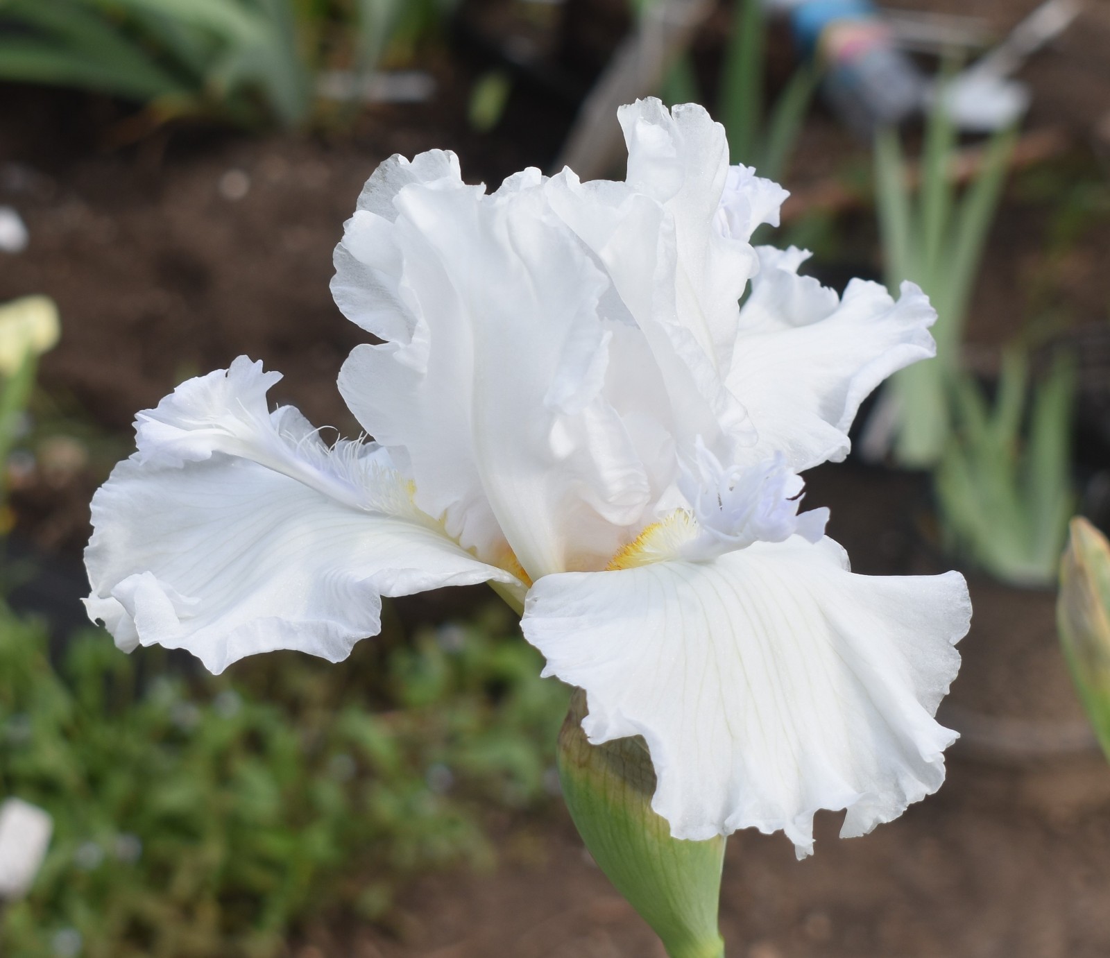 'Battlestar Atlantis' 'TB Bearded Iris Rhizome PRE-SALE to Ship Aug/Sept gallery