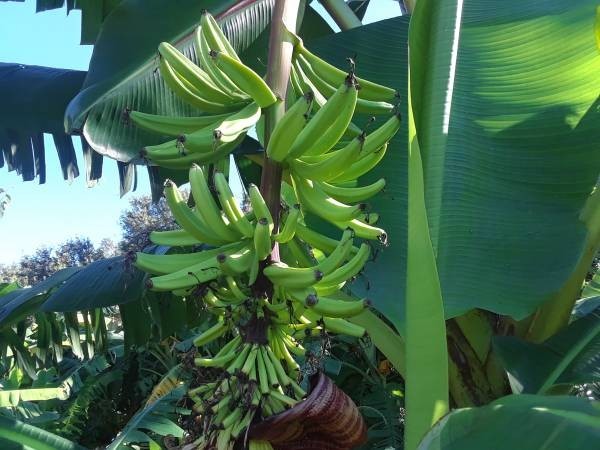 Rose banana READ my description gallery