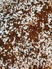 Coconut Coir - Coco Coir & PERLITE 50/50 ORGANIC GROWING, COMPOST MEDIA gallery