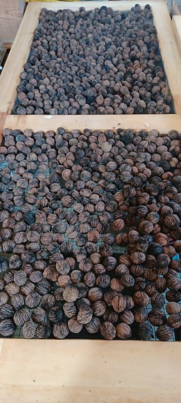 Black Walnuts 20 Lbs hulled, in shell fresh harvest 2025, GA Non GMO ORGANIC gallery