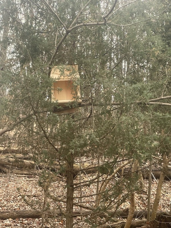 Pine Wood Robin Nesting Box~Dove Nesting Box~Cardinal Home~phoebe Nesting Box gallery