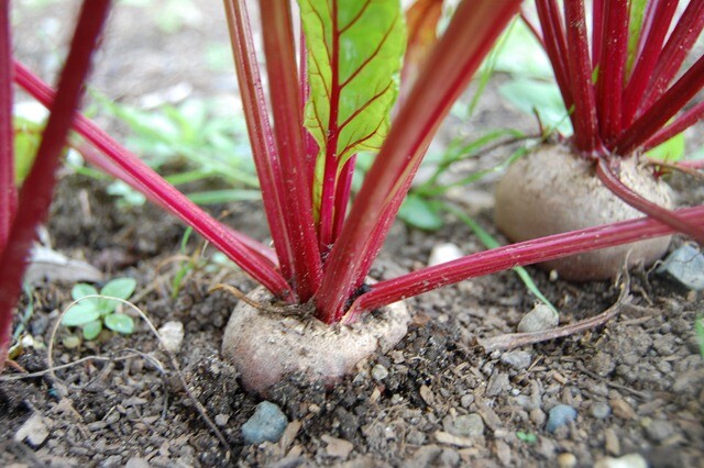 100+ Beetroot Detroit Dark Red Beet Seeds (Beta vulgaris) Vegetable USA gallery