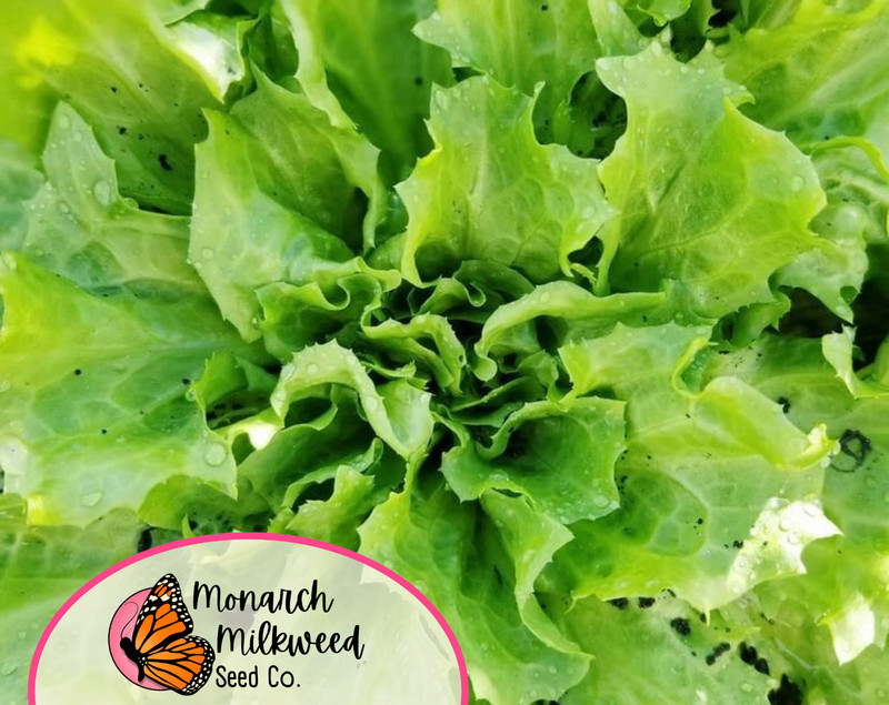 2900+ Endive Seeds 'Broadleaf Batavian' | Heirloom, Non-GMO, Vegetable Gardening gallery