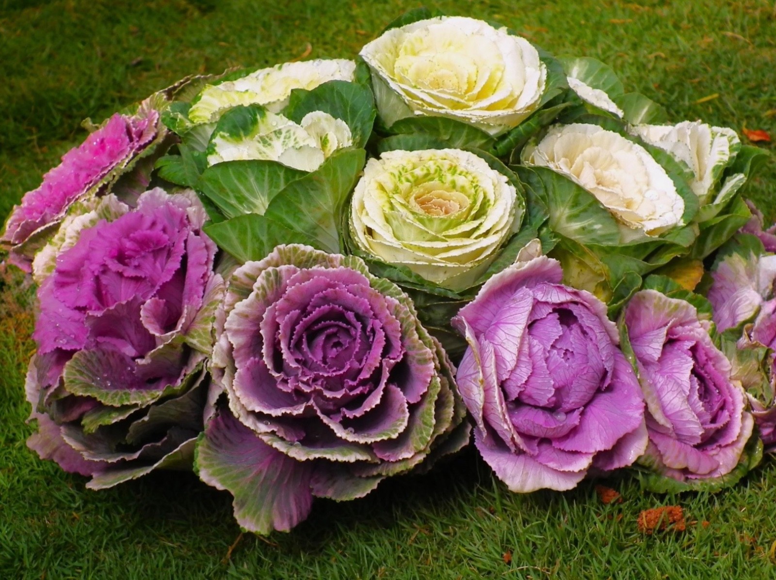 Mixed Ornamental Cabbage/Kale Seeds Smooth Round-Leaf Osaka Pink Fresh 2026 🇺🇸 gallery