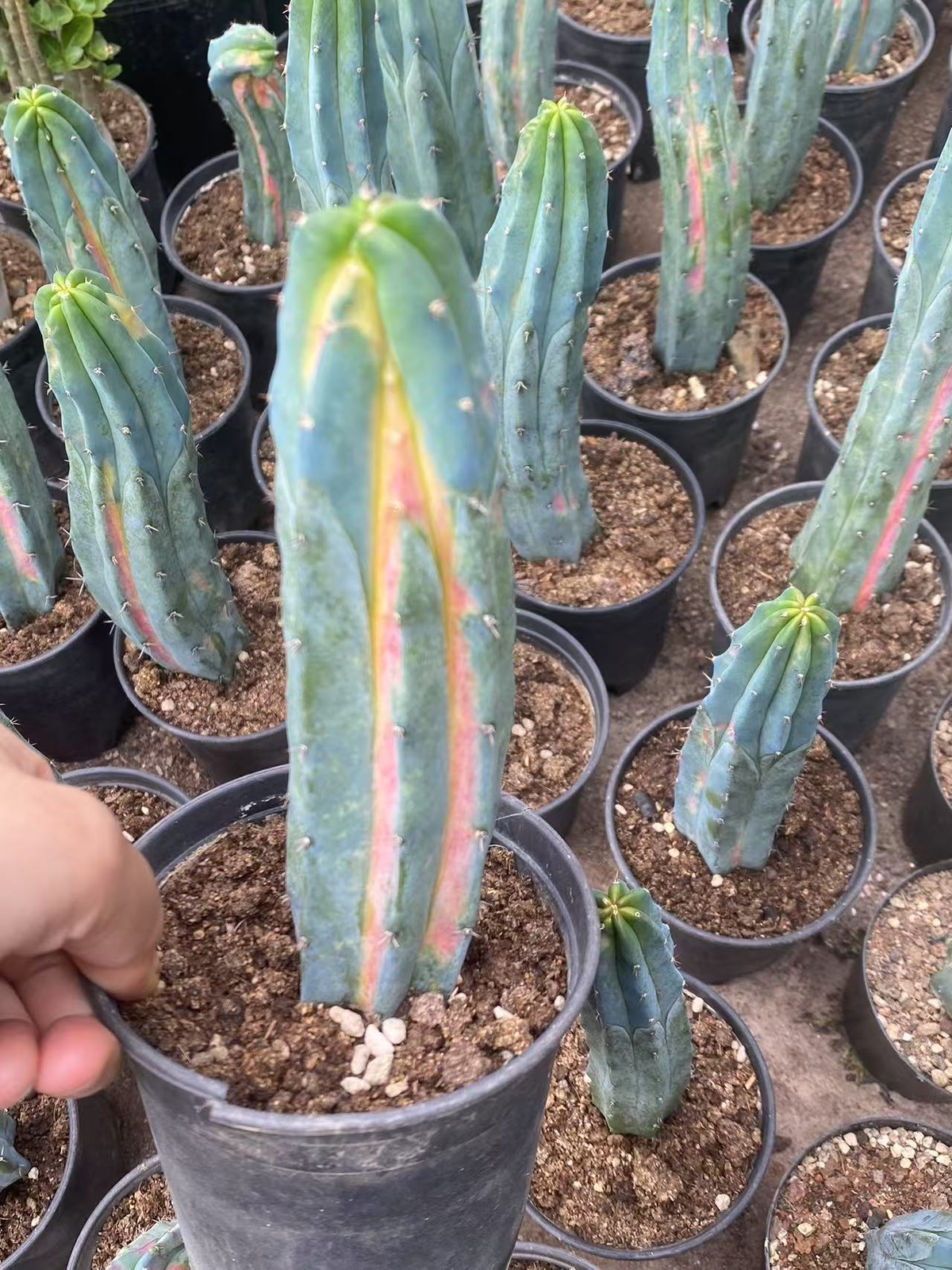 cactus Succulent Plants Rainbow Myrtillocactus geometrizans variegated Plants gallery