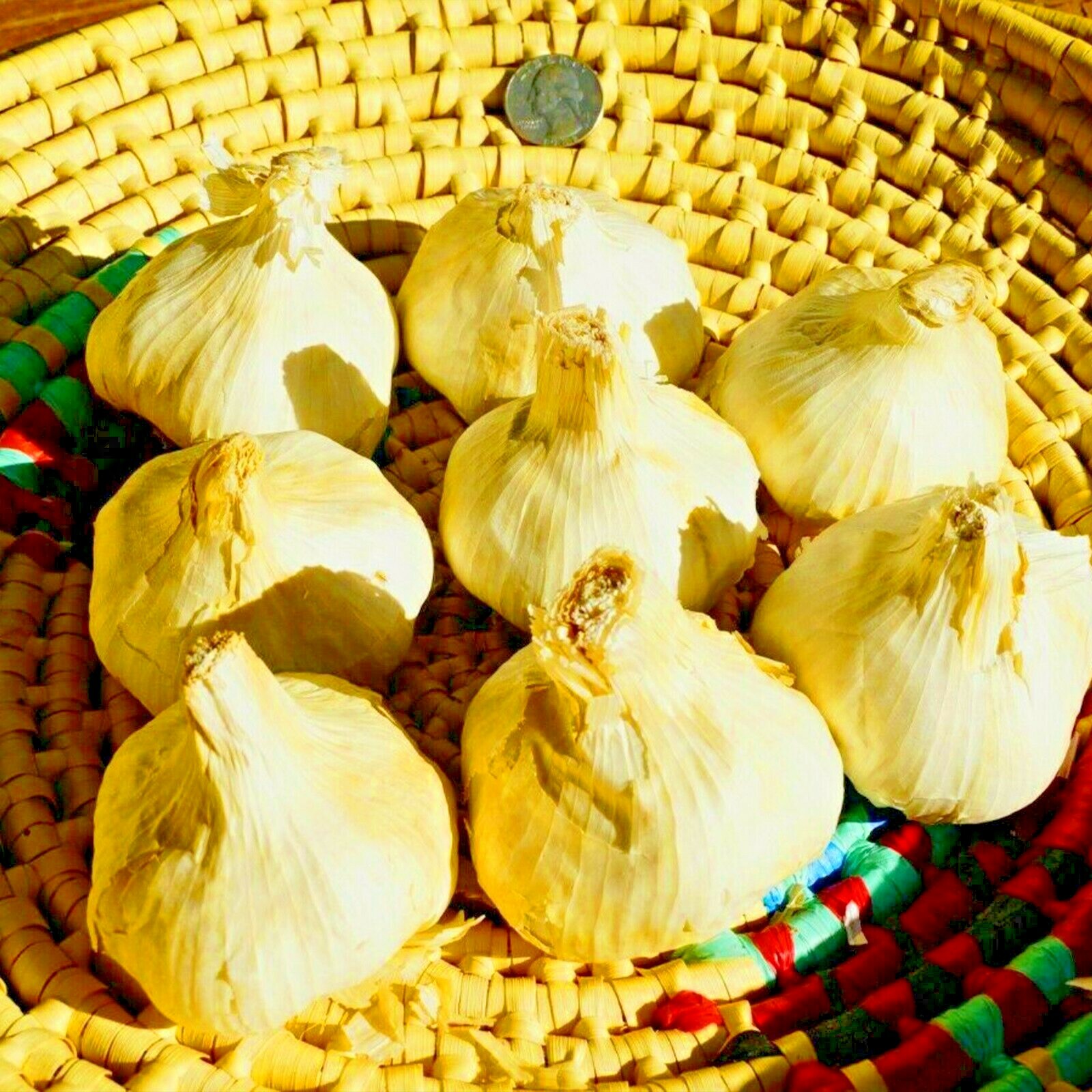 Polish GARLIC Bulbs 1/2 - 10lbs Fresh Organic Heirloom Hardneck Plant or Eat gallery