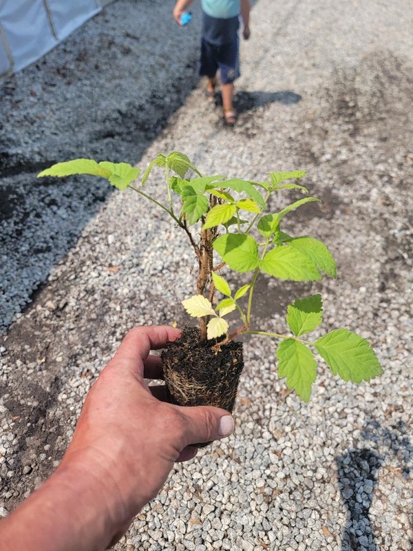 ( 1 ) - Fall Gold Everbearing Raspberry - Starter Plant ( L4 ) ( 1 live plant ) gallery