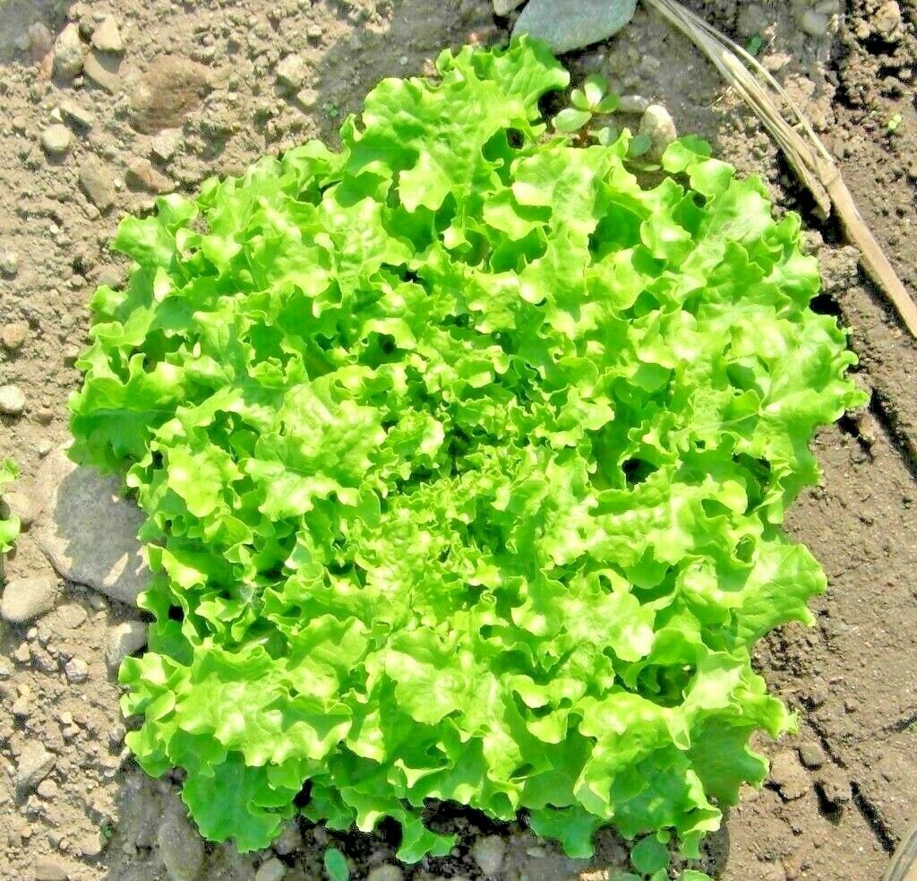 2400+ GREEN ICE - LOOSE LEAF LETTUCE SEEDS FRESH HARVEST FOR 2024 GARDENS gallery