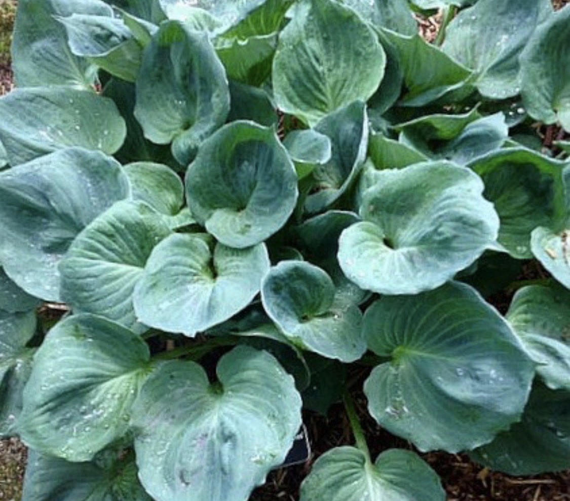RARE! Hosta 'Old Cardboard Boxes' Plant 1gal Pot Unruly THICK Grey-blue Foliage! gallery