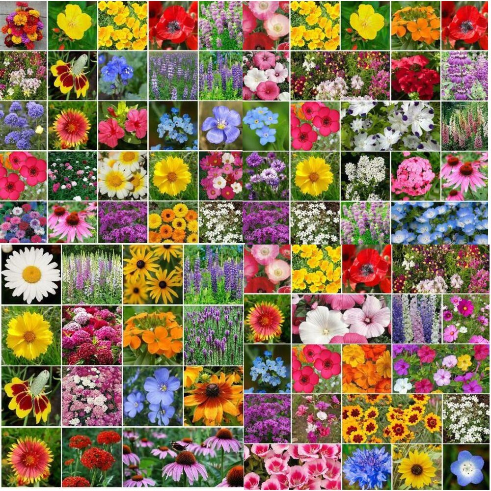 Wildflower Mix LANDSCAPER’S PACK BULK Top Sellers Non-GMO Pure Seed 5000 Seeds! gallery