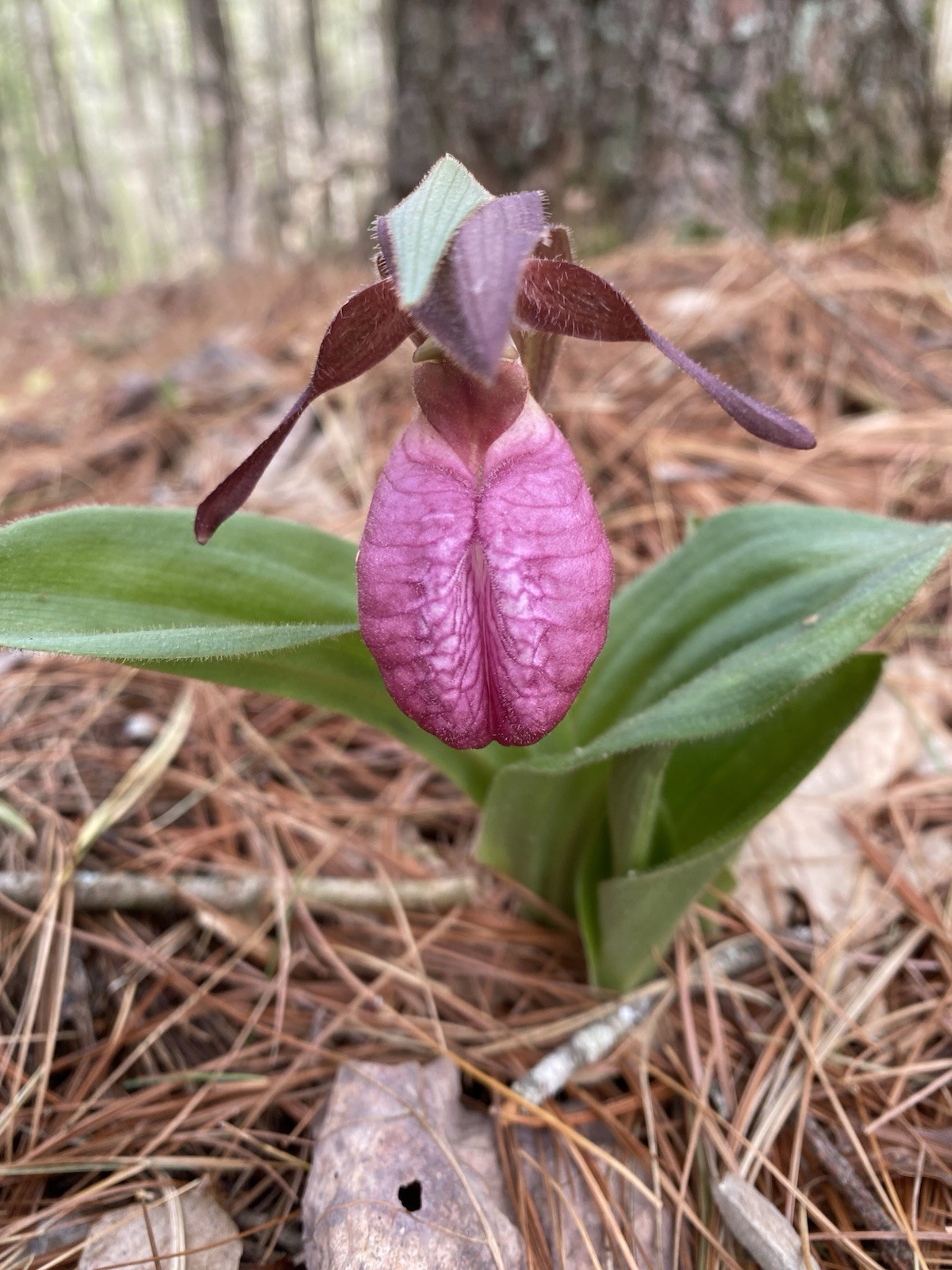 Pink Lady Slipper Orchids Cypripedium acaule Plant Beautiful,Graceful,Eyecatcher gallery