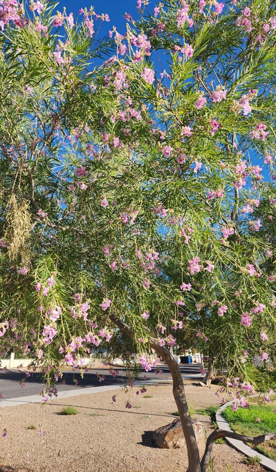 40+ Desert Willow, Chilopsis linearis, Tree Seeds, Pink Flowers, Fragrant (26B) gallery