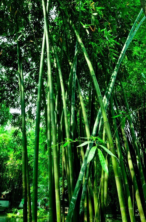 50 + Green Bamboo Seeds gallery