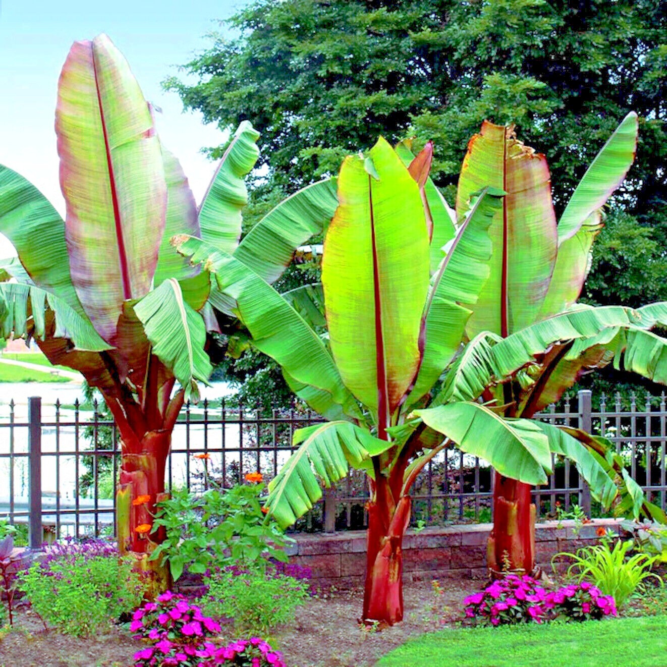 10 Red Abyssinian (Musa Ensete ventricosum) False Banana Plant Tree Seeds RARE gallery