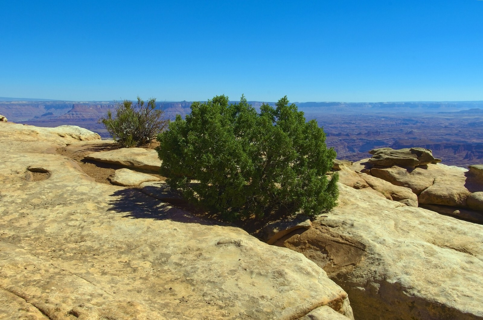 One Seed Juniper Sacred Tree {Juniperus monosperma} Medicinal 5+ seeds Evergreen gallery