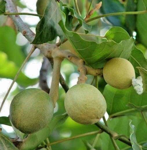 300+ Candlenut Kukui Nut Seedss (Aleurites moluccana) For Planting gallery