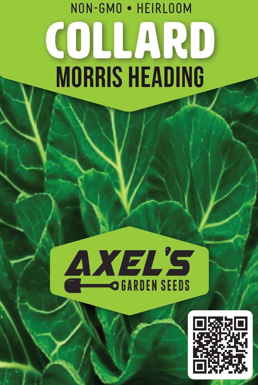 Morris Heading Collard Seeds | Non-GMO | Heirloom | Fresh Garden Seeds gallery