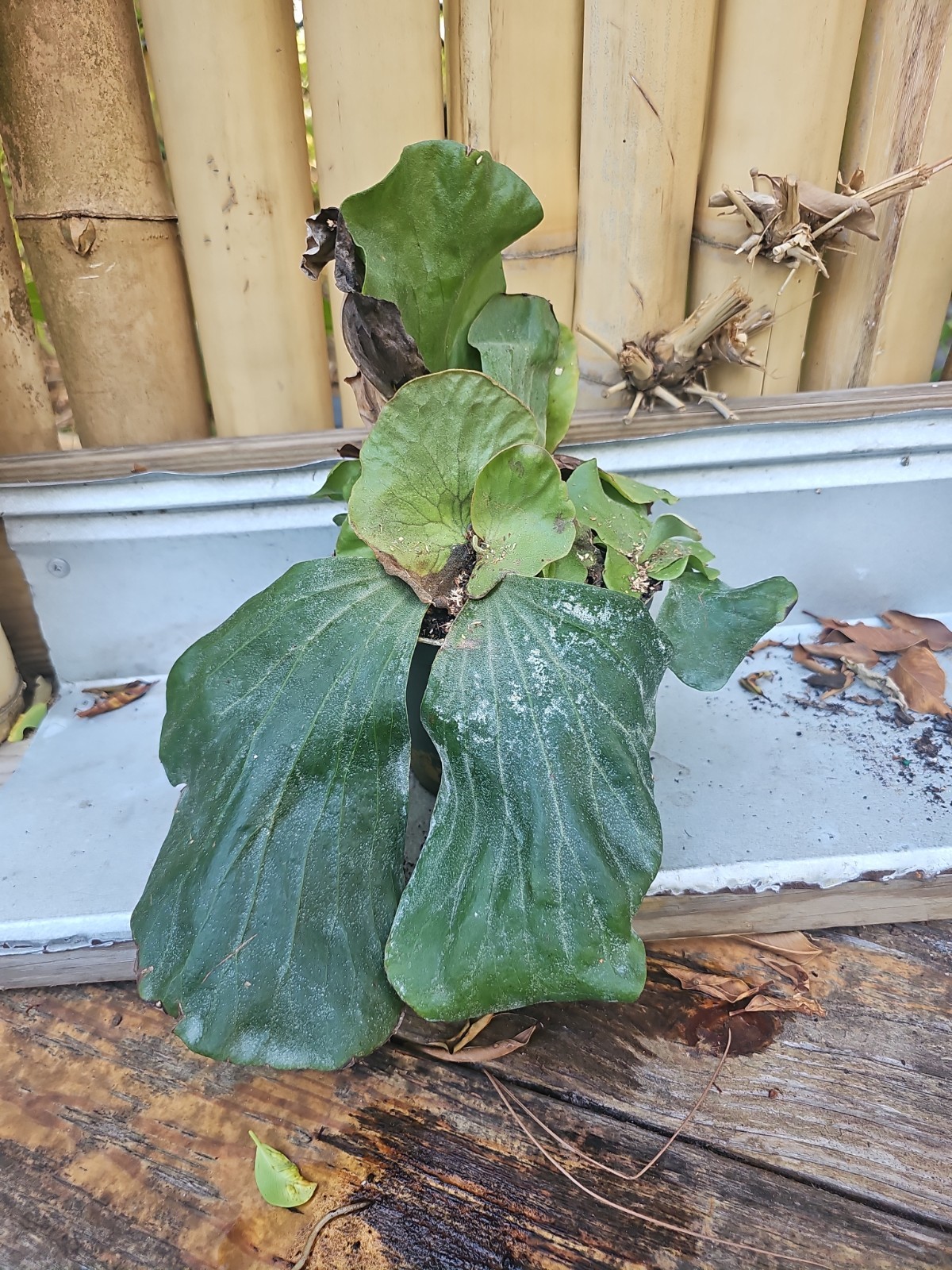 Large Staghorn Platycerium Elephantotis Shipped Without Pot Brownish Is Normal! gallery
